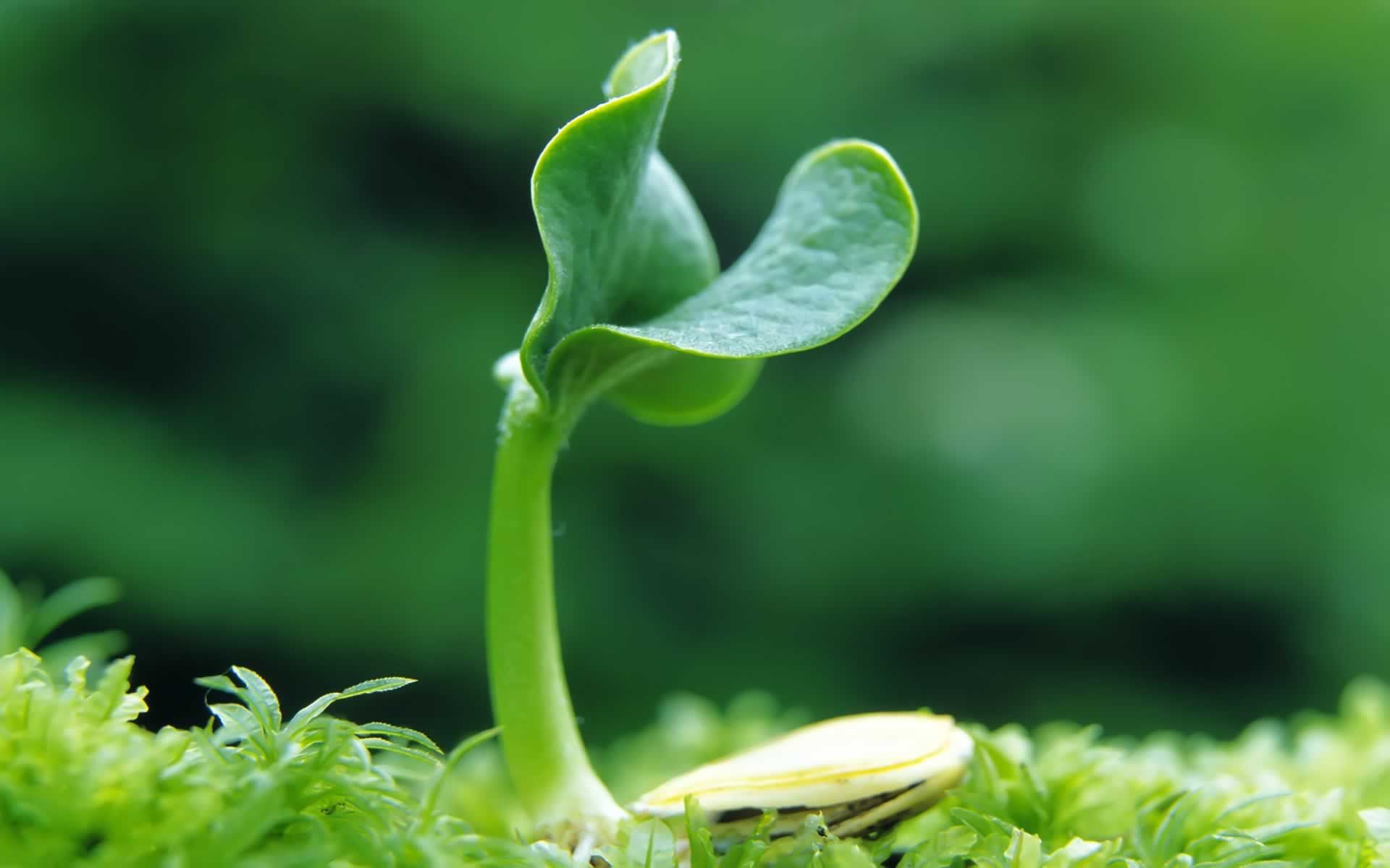 a sunflower sprouting in the grass Image Abyss