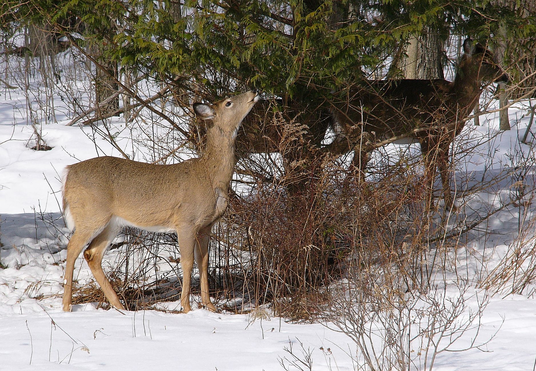 deer eating the branches from the evergreens March 2014 by durkeema
