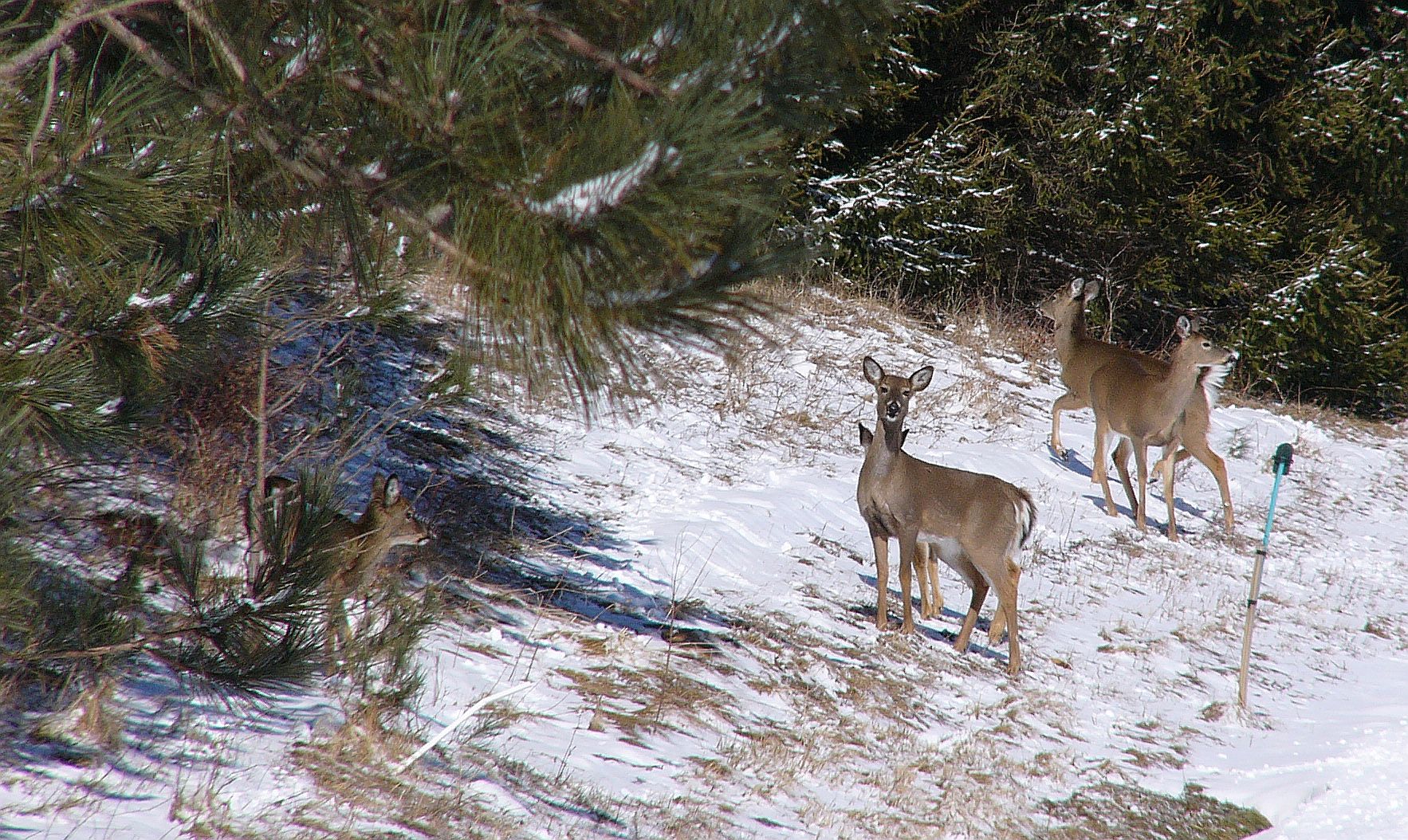 deer going back into the woods - March 2014 by durkeema - Image Abyss