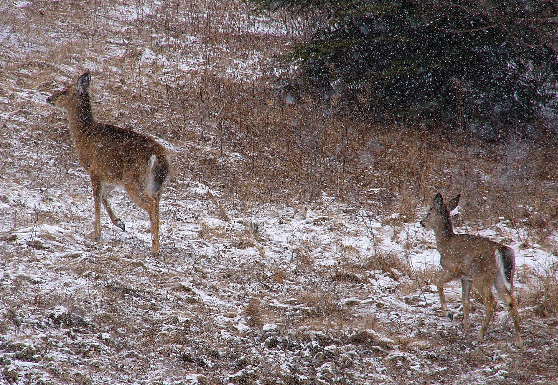 It is snowing again. The deer are seeking shelter in the woods. March