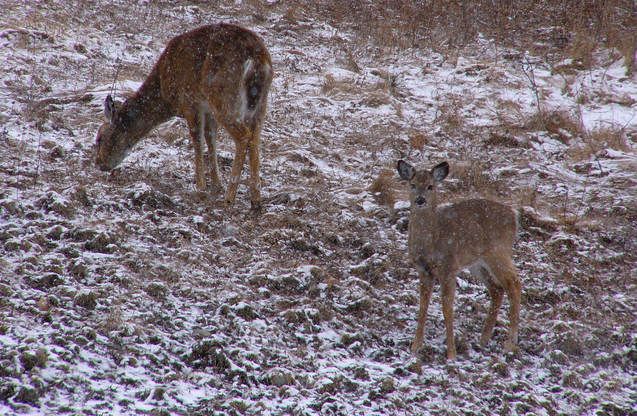 When it is snowing, food is hard to find for the deer. March 2014 by