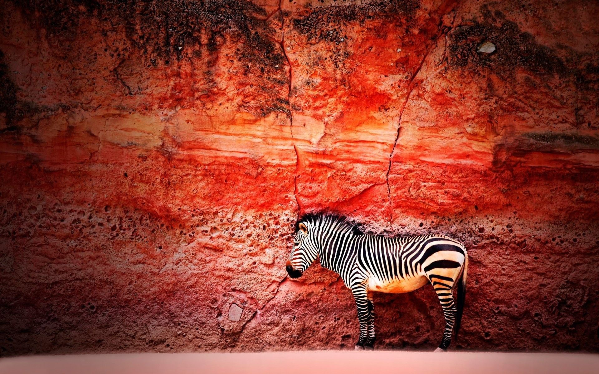 a zebra standing infront of a red wall