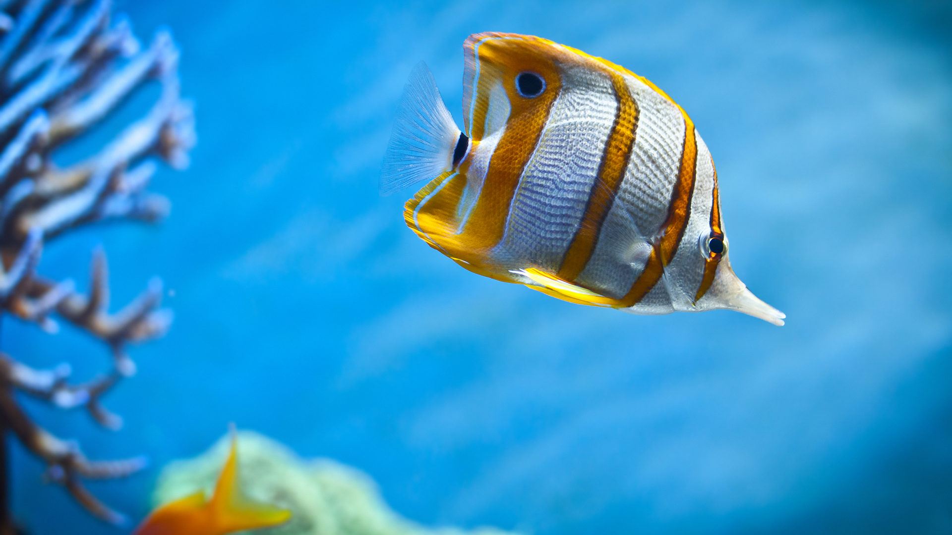 Butterflyfish Picture