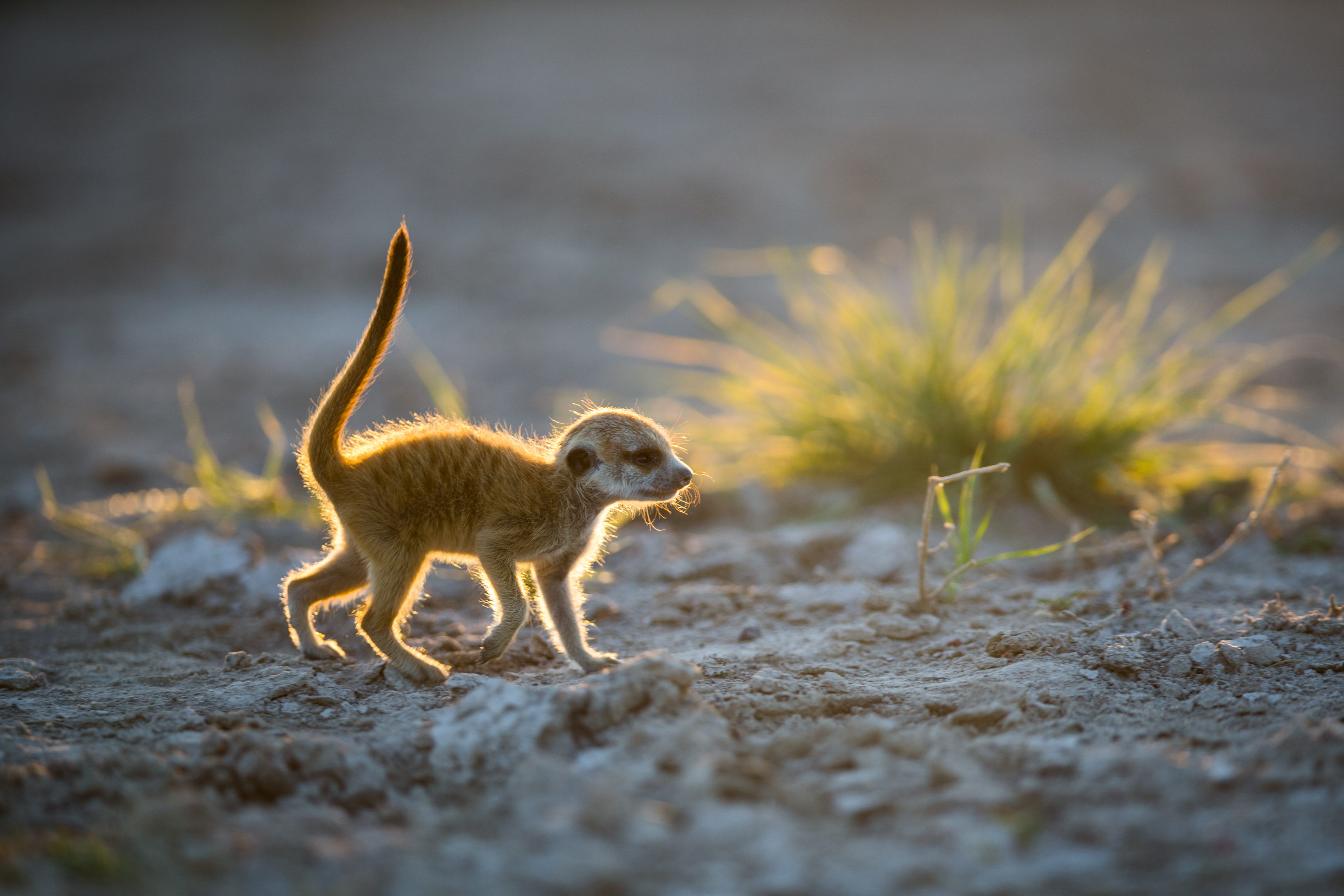 Meerkat photography - Will Burrard Lucas by Will Burrard Lucas