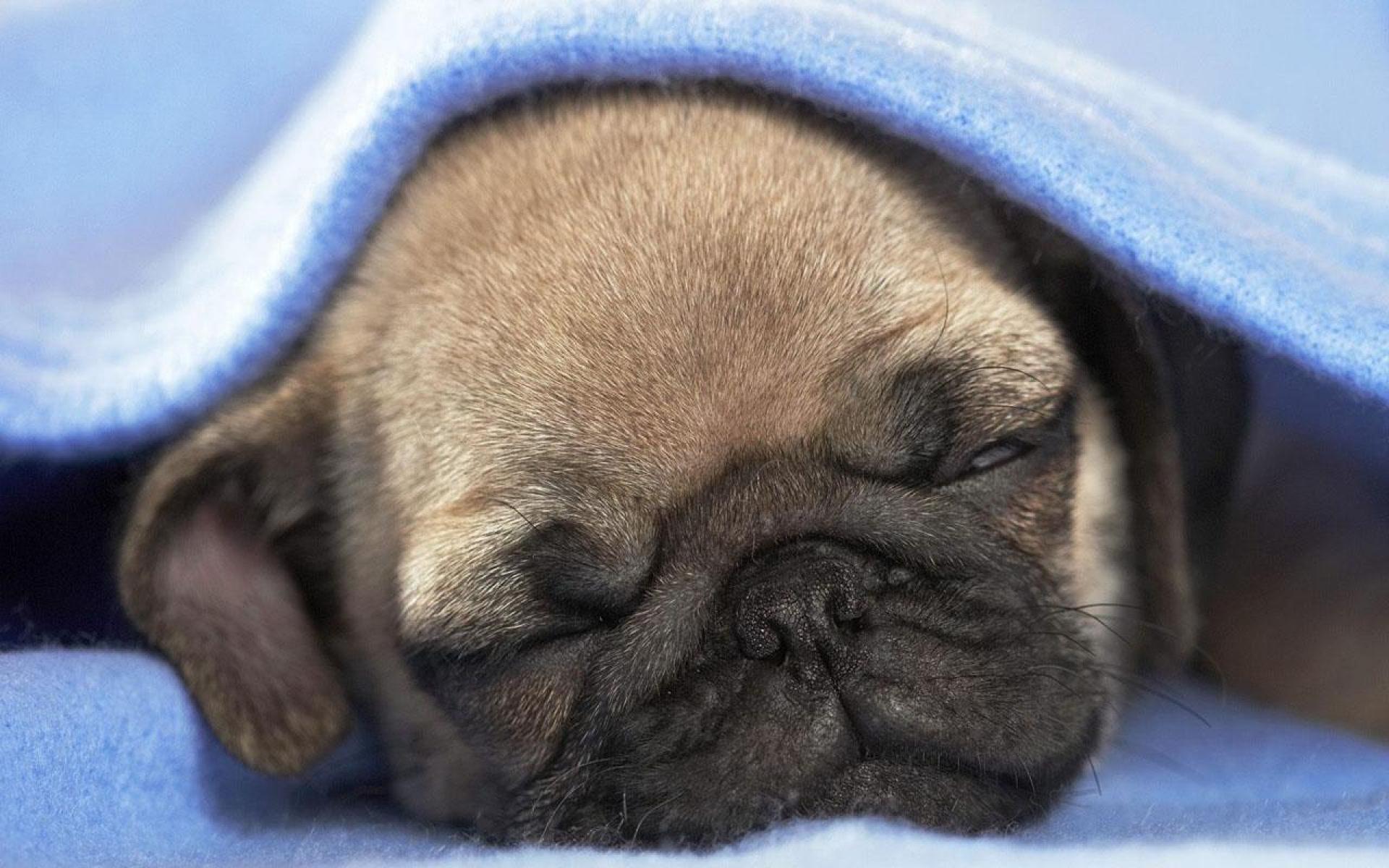 sleeping pug puppy