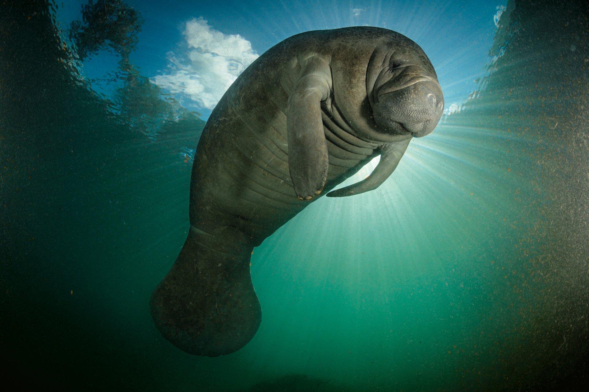 manatee steiff