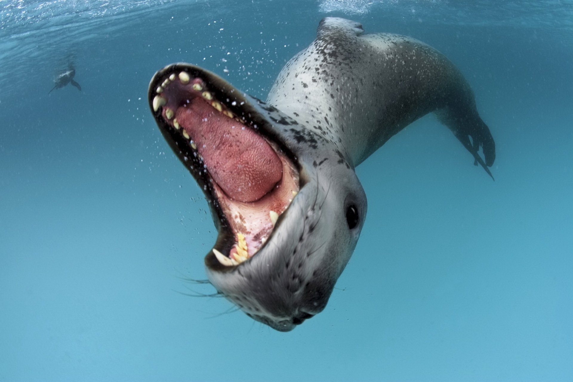 leopard seal showing his teeth Image Abyss