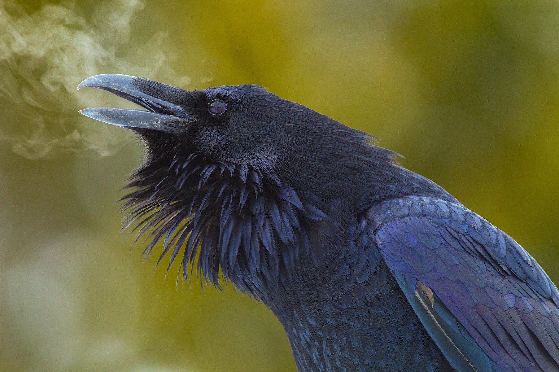 beautiful raven Image - ID: 292008 - Image Abyss