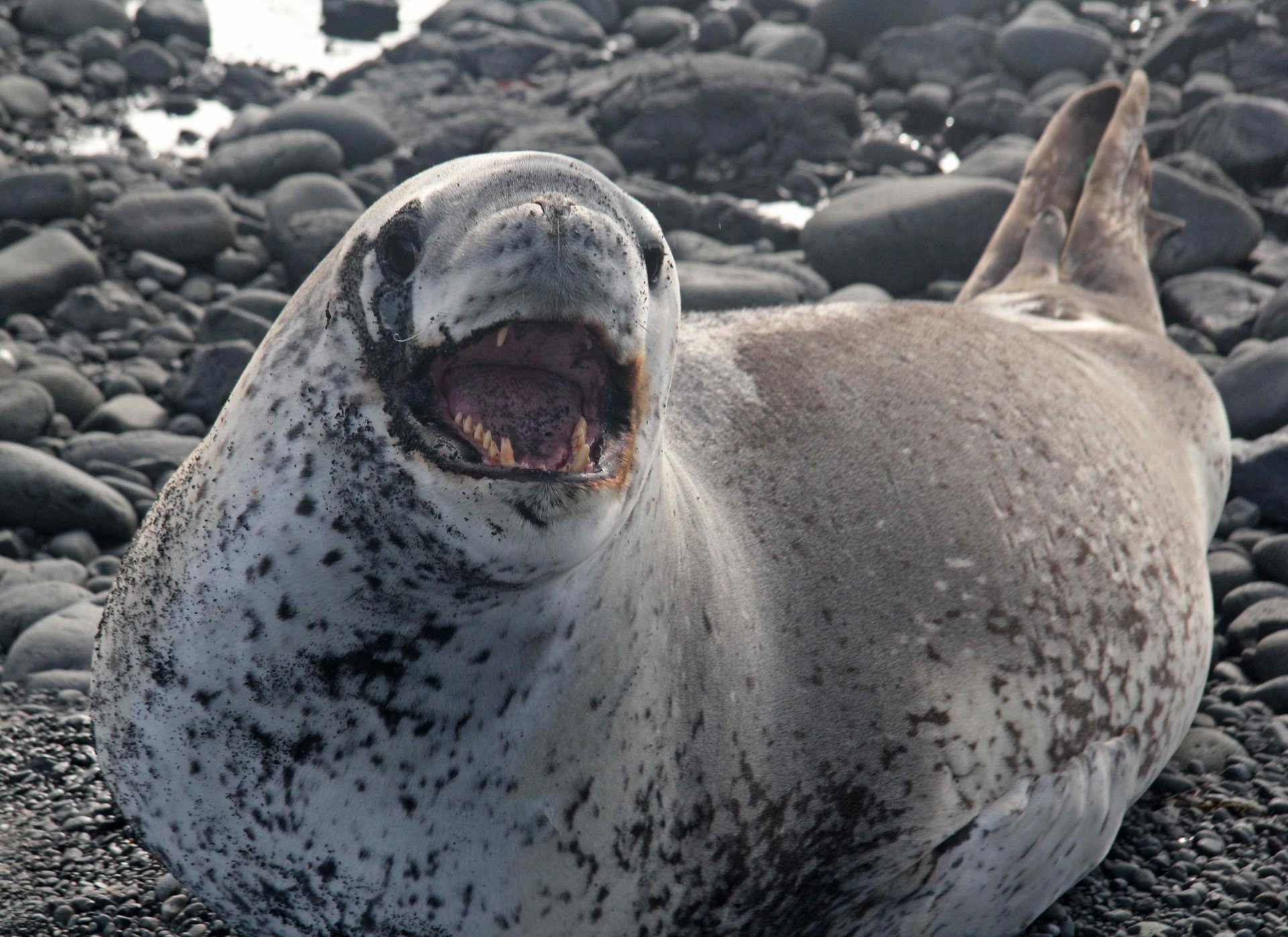 leopard seal stuffed animal