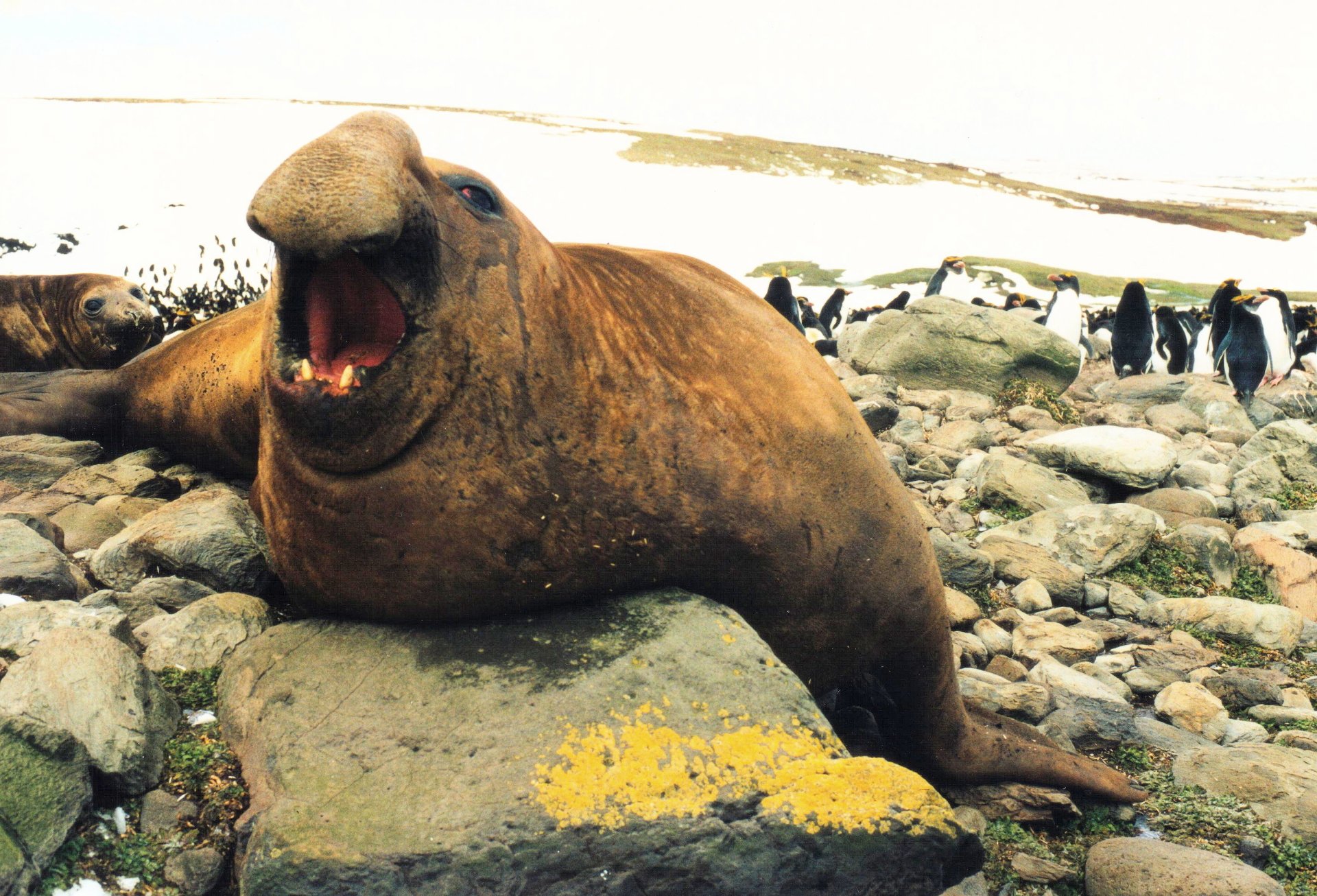  elephant seal smiling