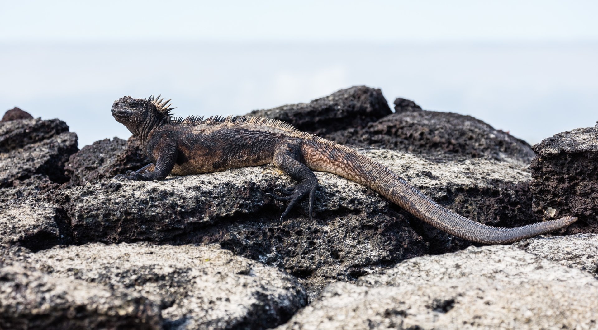  Iguana in the Galapagos