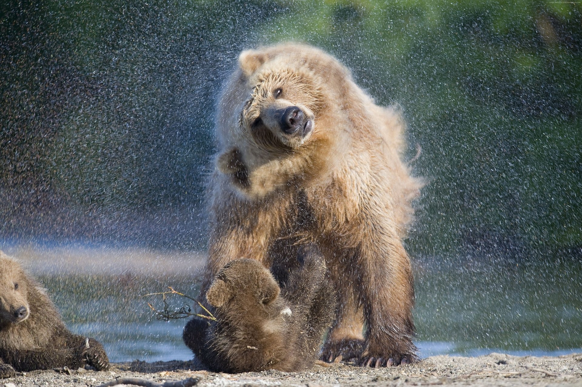  bear in a snowstorm