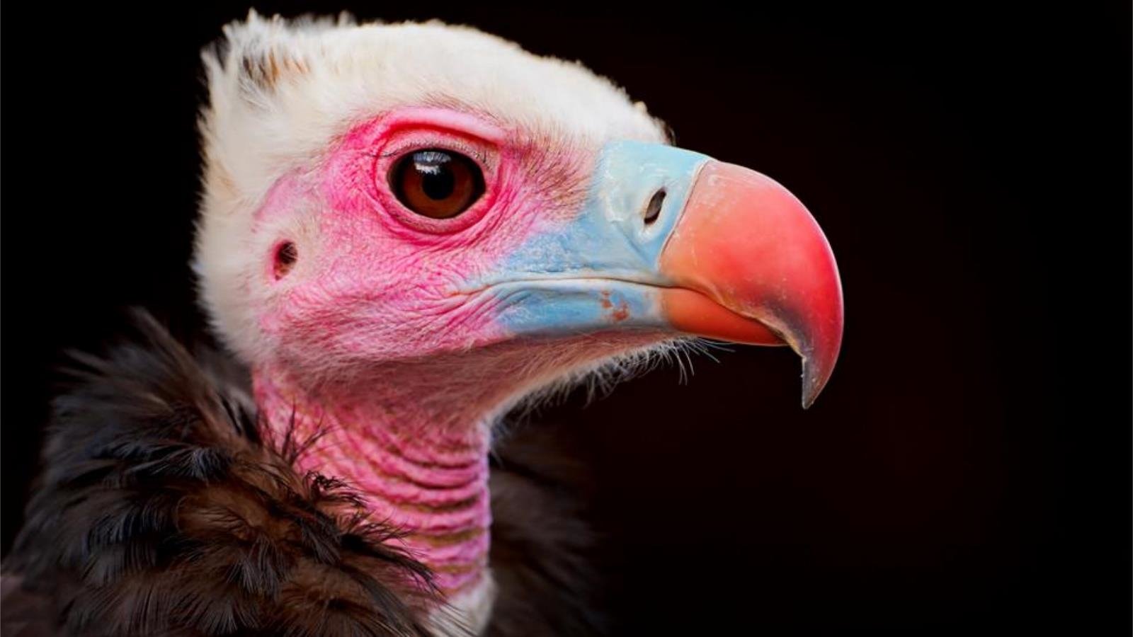 Animal vulture Image