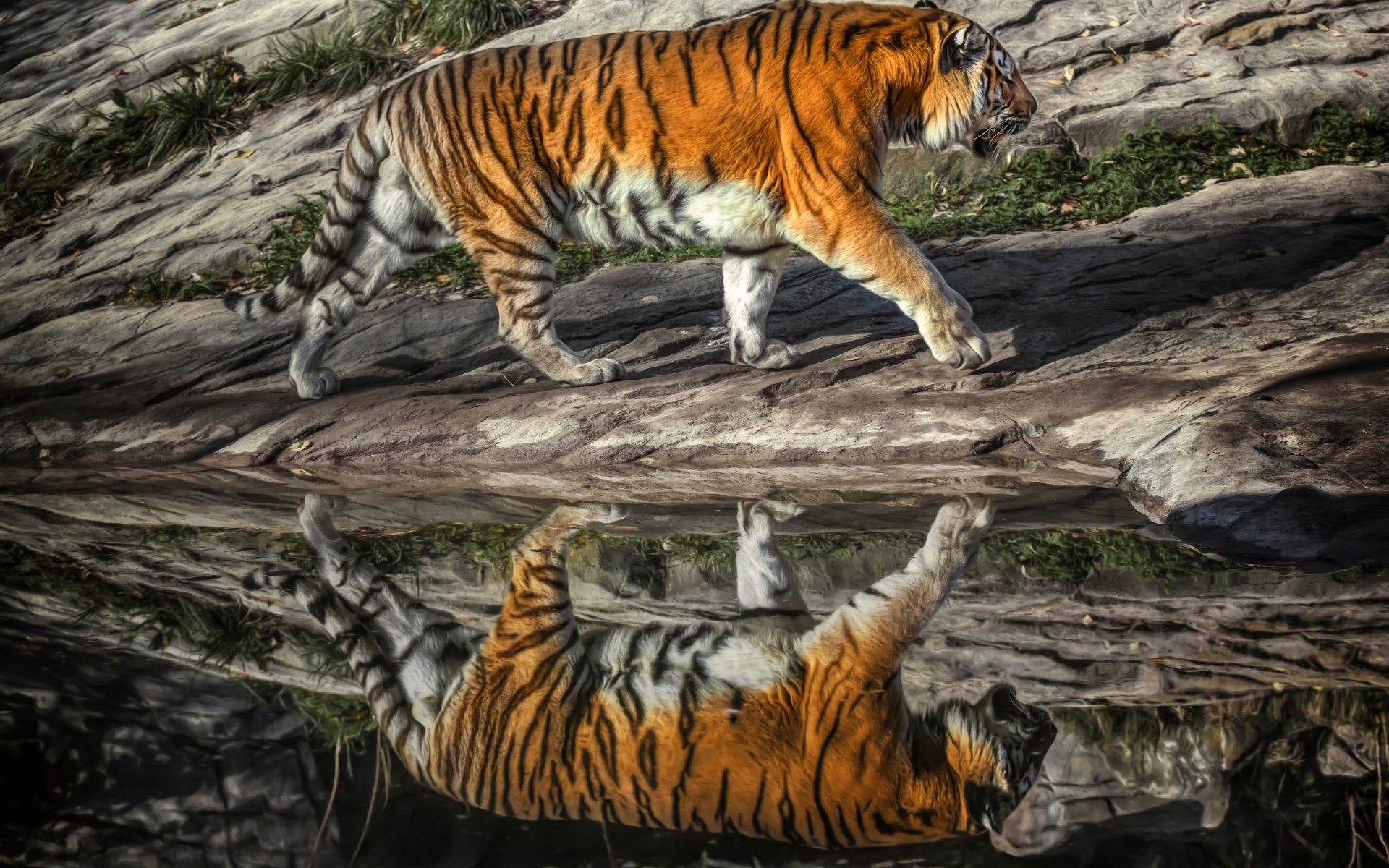 A tiger walks along rocky terrain beside a calm body of water, its vibrant orange and black stripes clearly reflected on the water's surface.