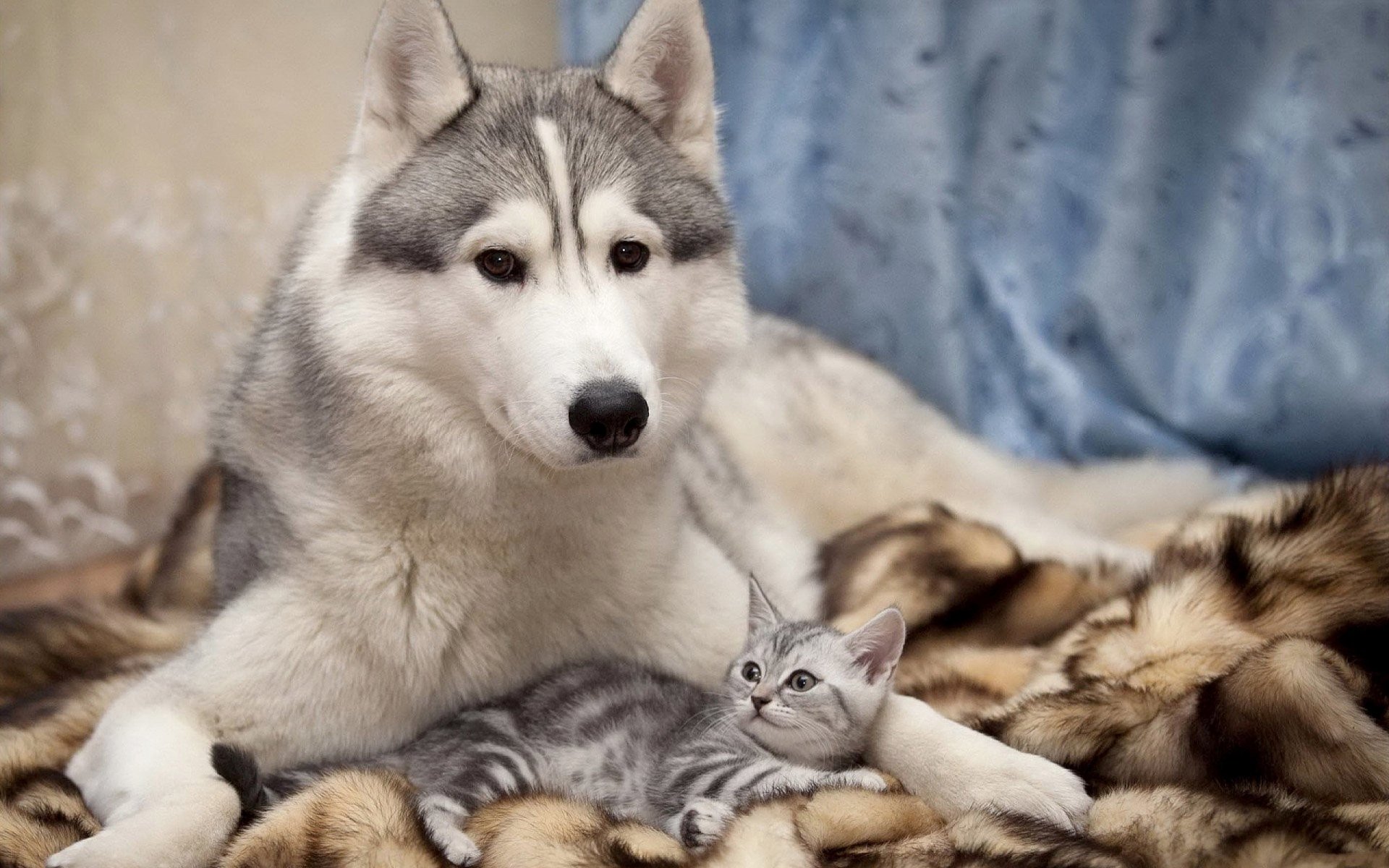 Siberian husky dog reclining on a fur blanket with a small tabby kitten nestled by its paw.