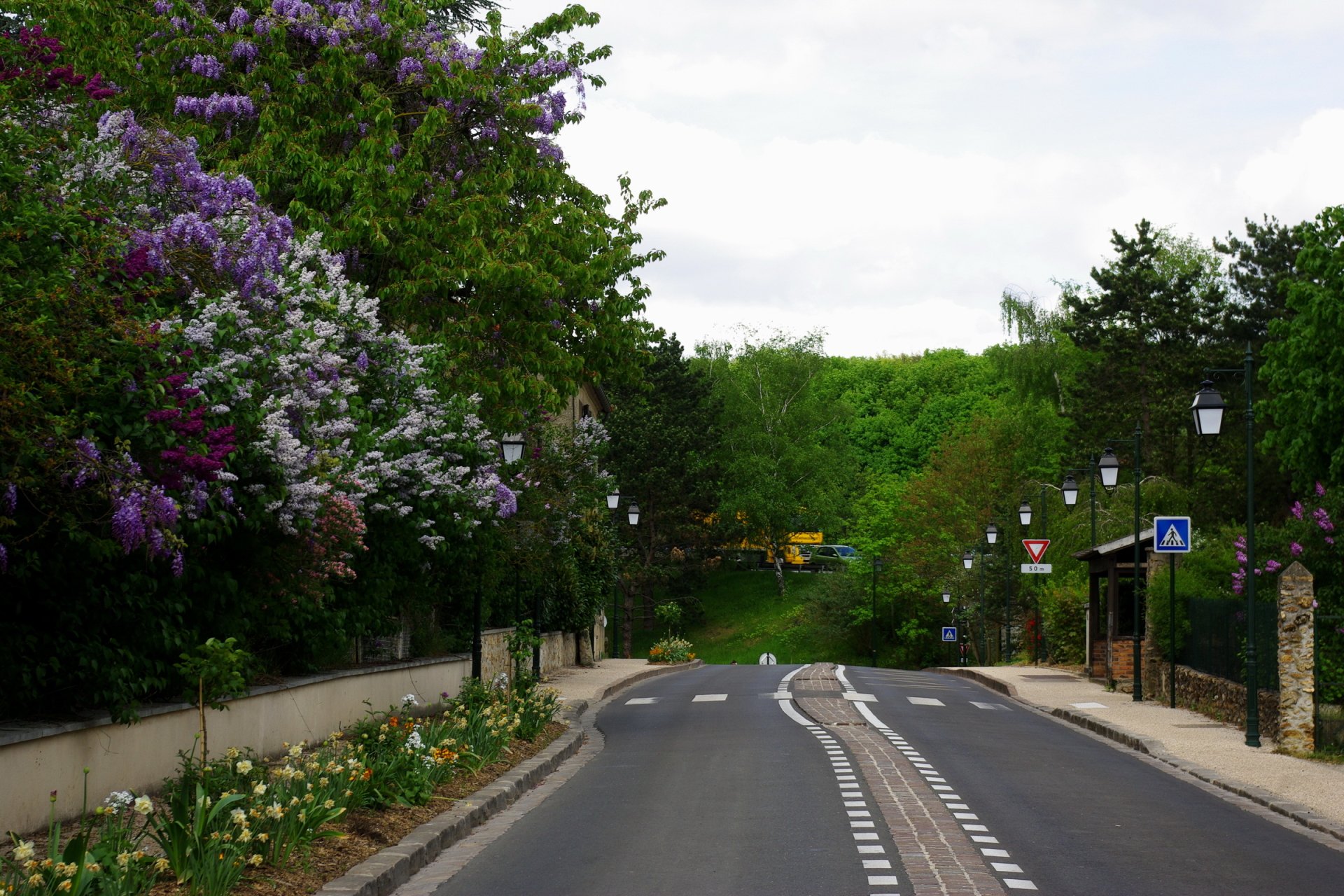  Lilac Bushes on Side of the Road
