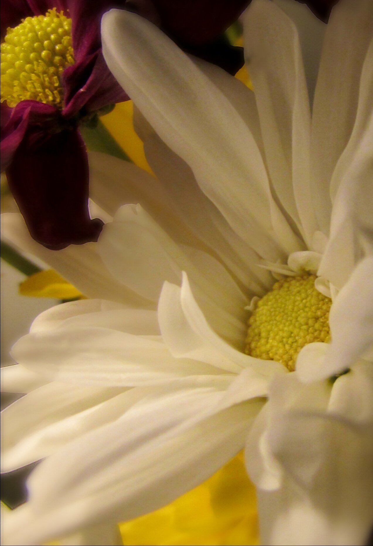  Last pettles on cut flowers