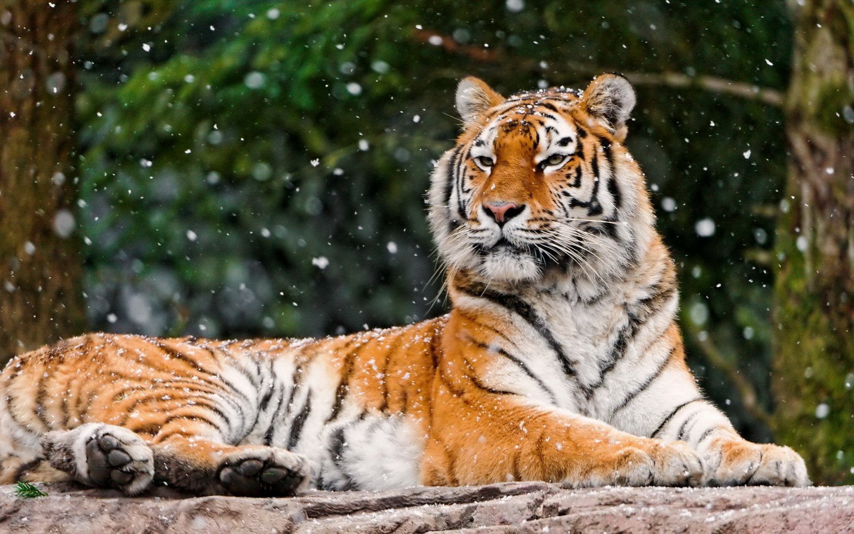 siberian tigress Image - ID: 292260 - Image Abyss