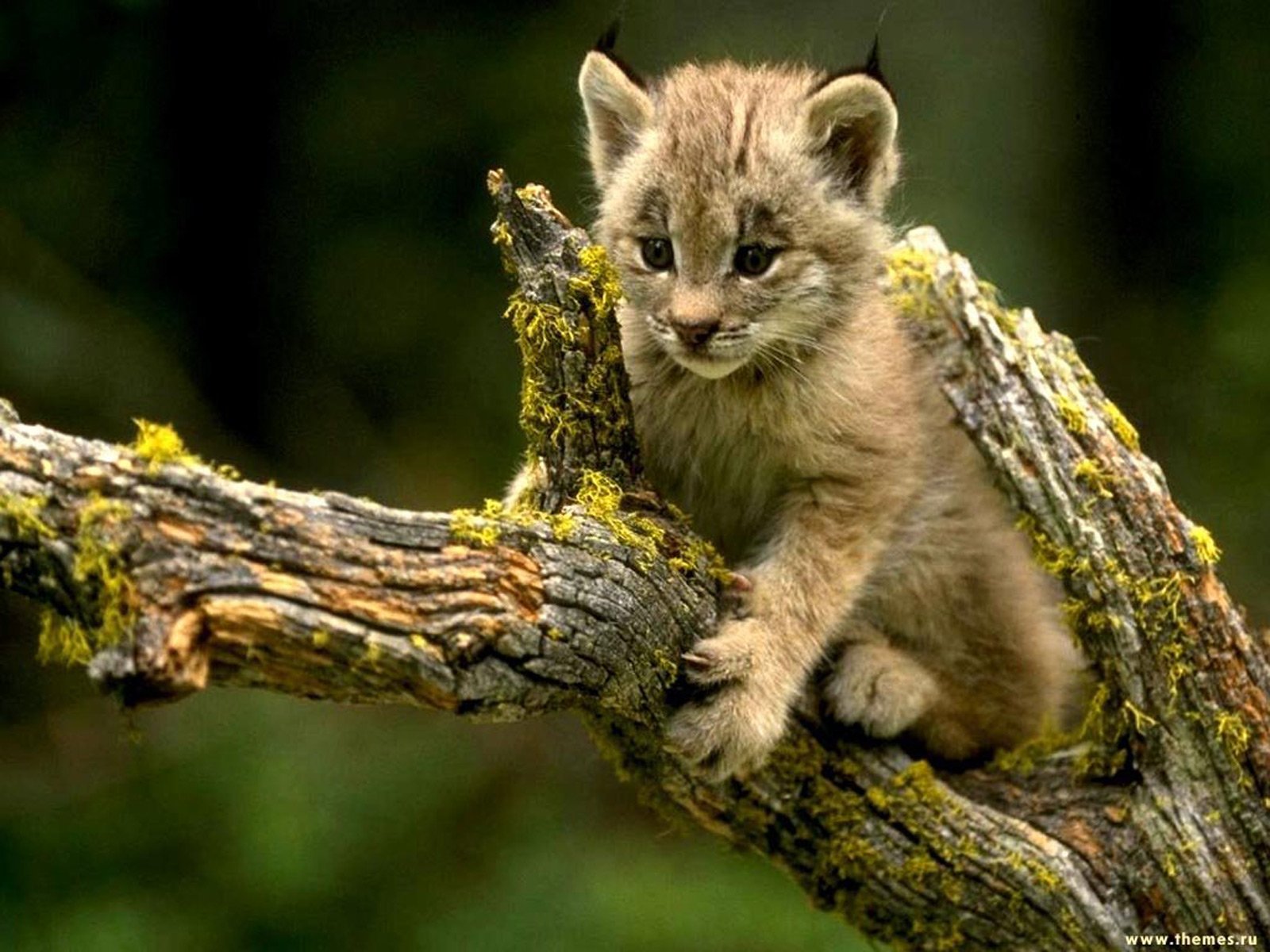 Download Animal Lynx Image