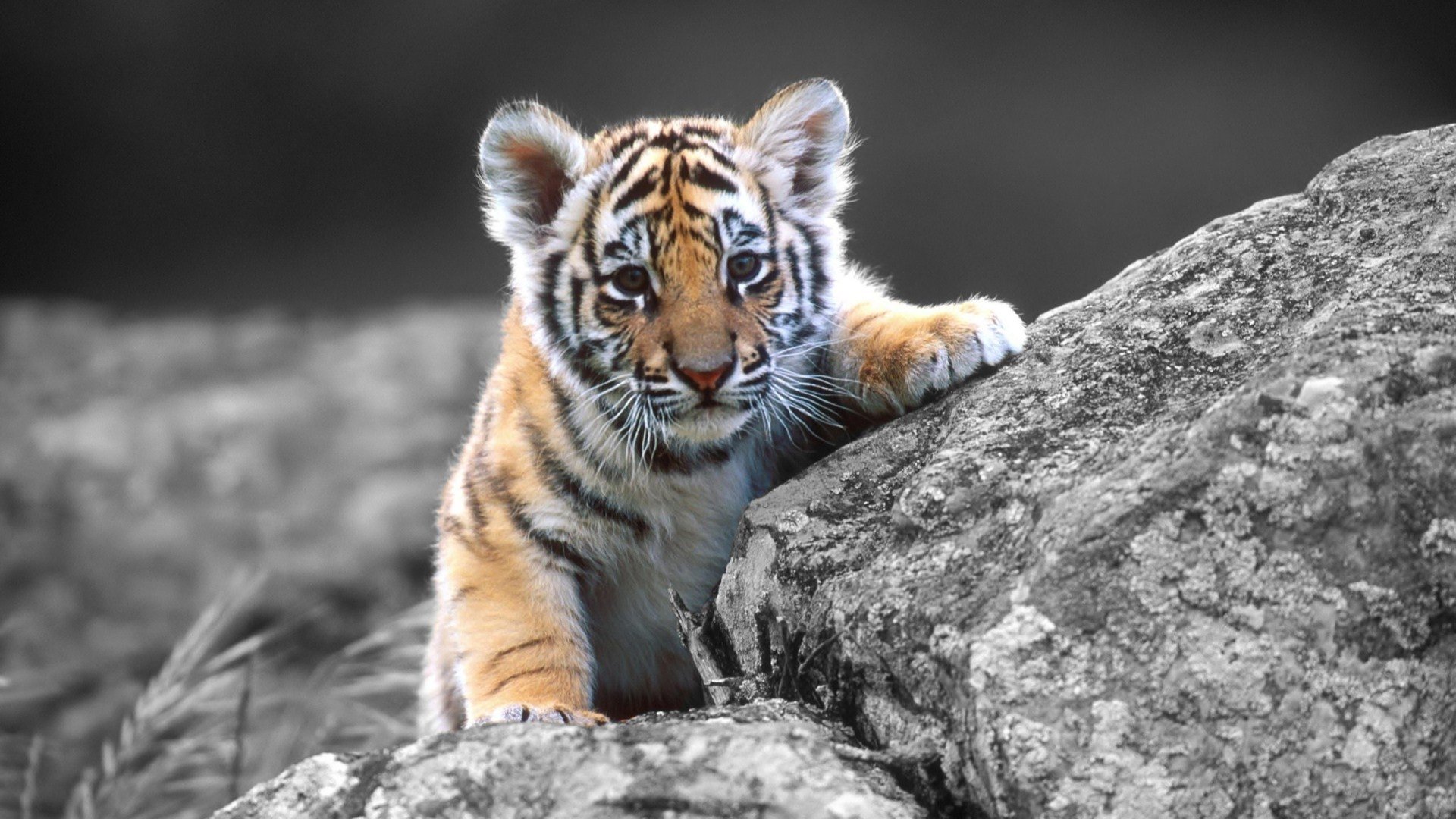 Young tiger (animal) climbing over rocks, orange-striped fur vivid against a desaturated gray rocky background.