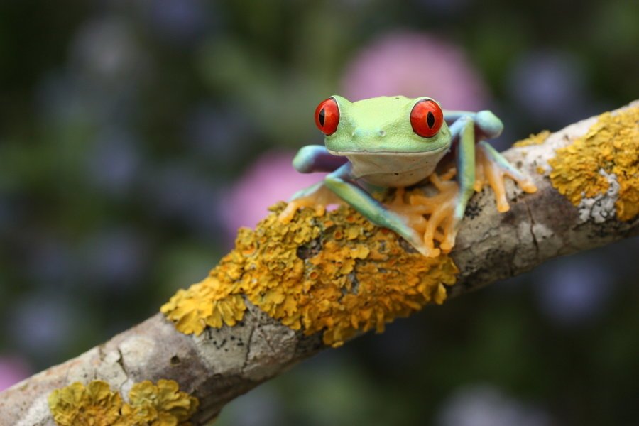  Tiny frogs by Angi Nelson by Angi Nelson