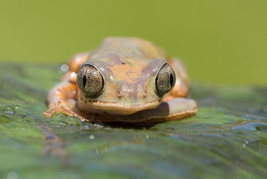  Tiny frogs by Angi Nelson by Angi Nelson