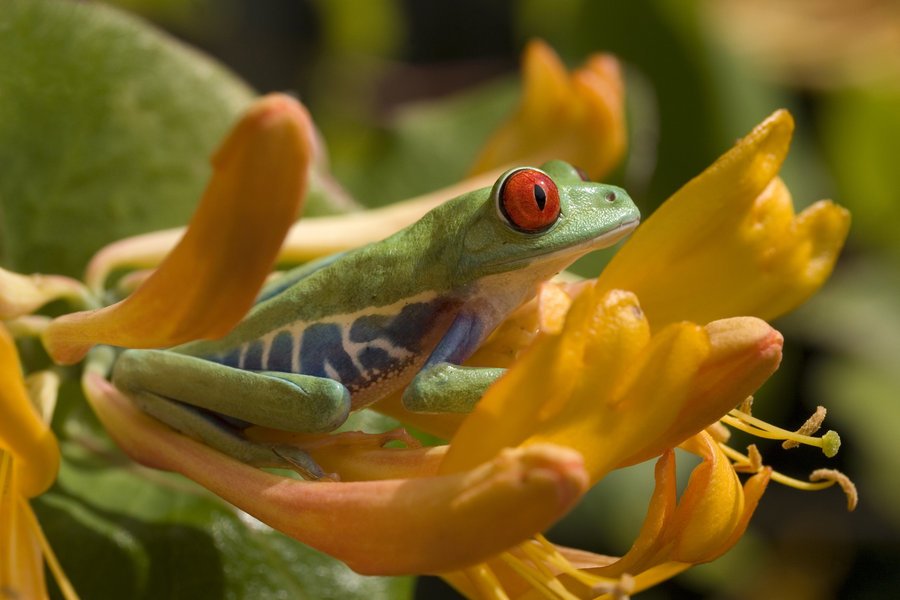  Tiny frogs by Angi Nelson by Angi Nelson