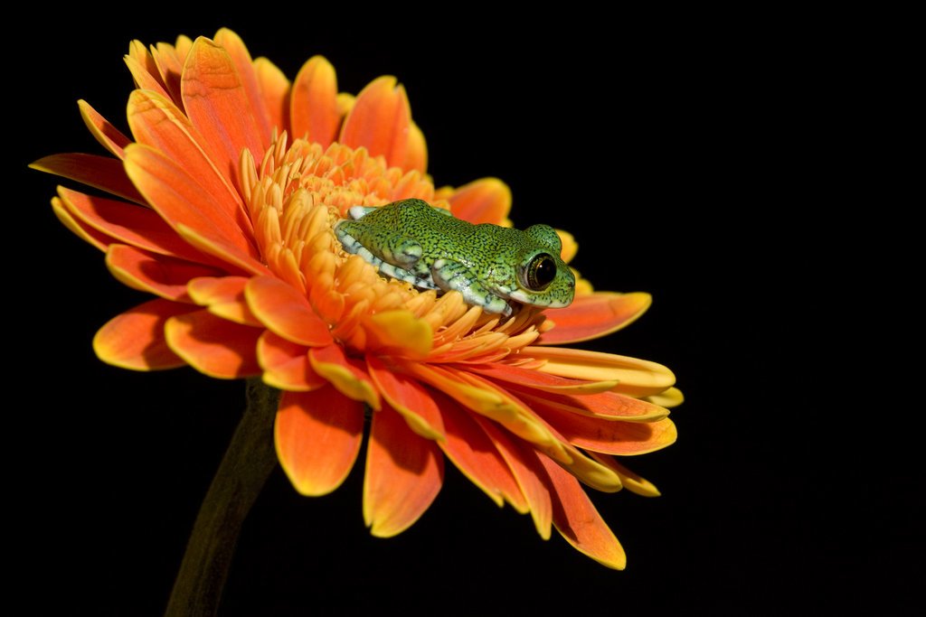 A green frog (animal) rests atop the vivid orange petals of a gerbera daisy against a black background.