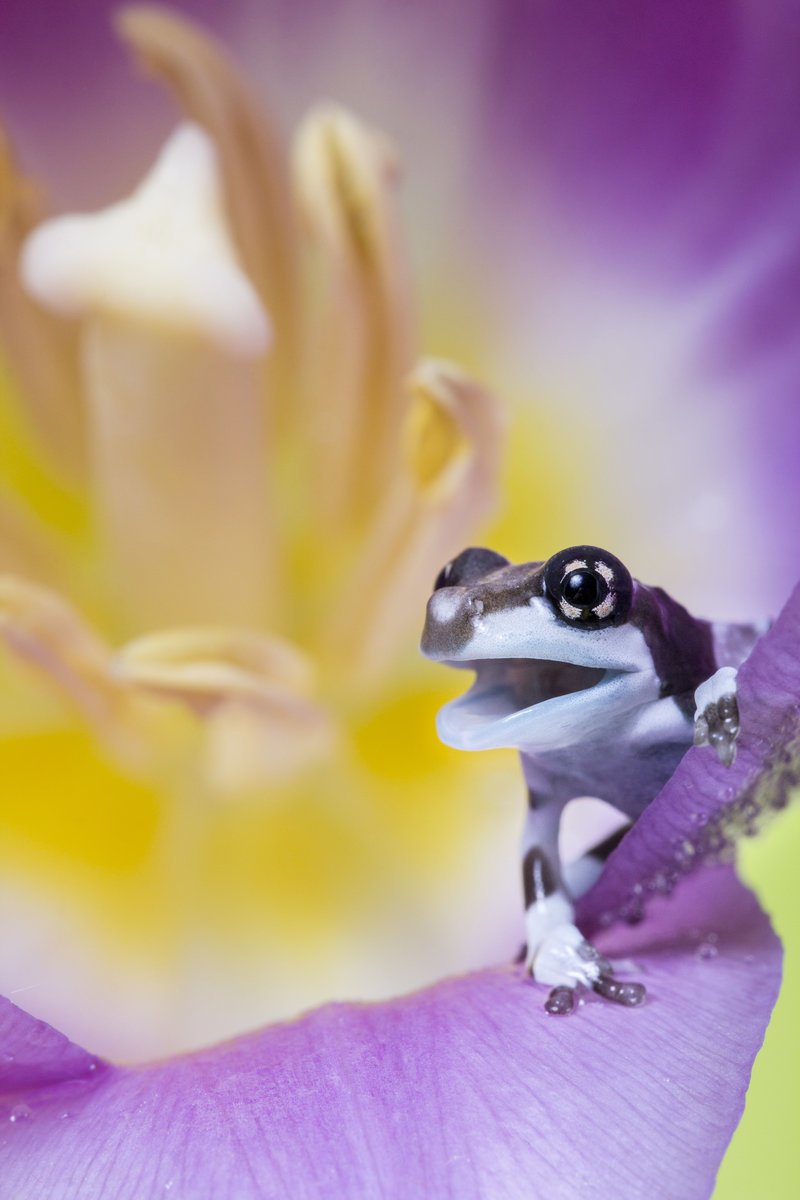  Tiny frogs by Angi Nelson by Angi Nelson