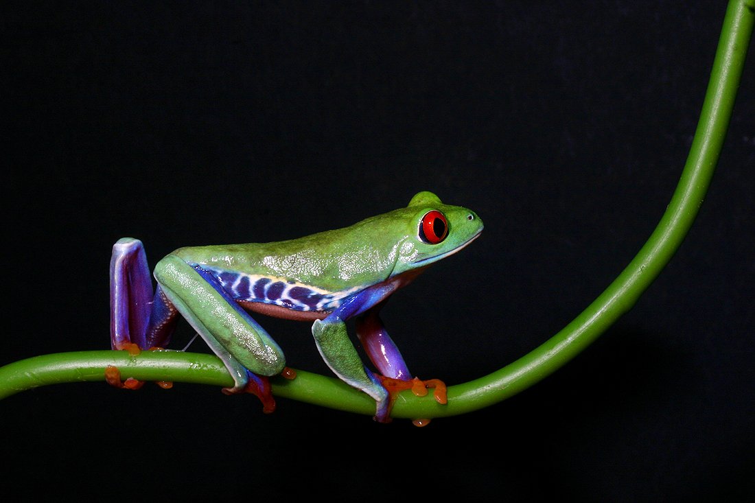  Tiny frog by Angi Nelson by Angi Nelson