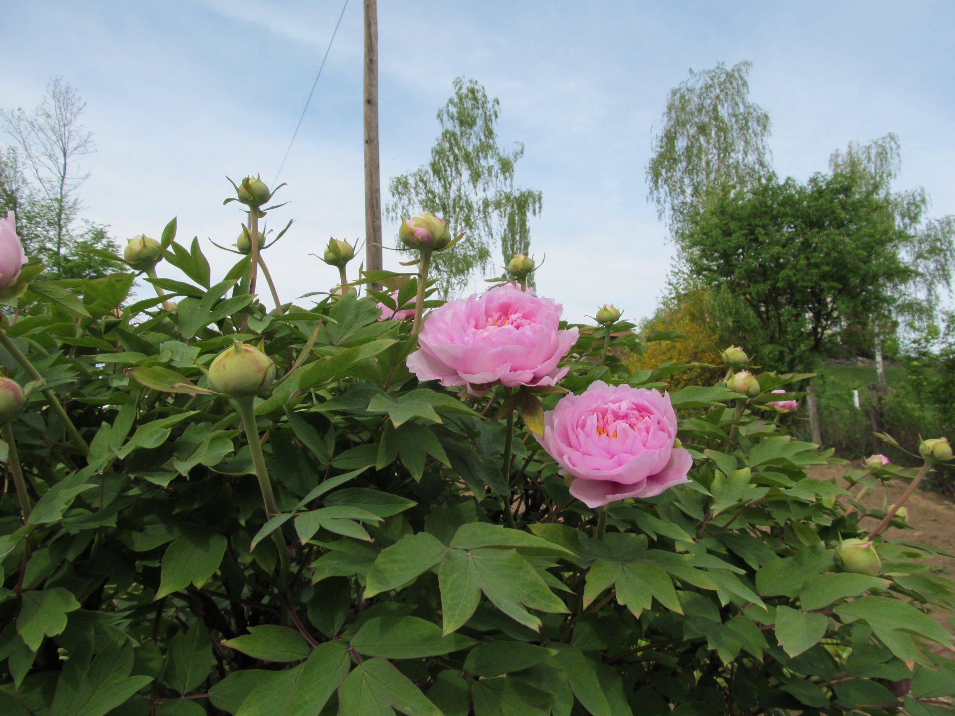 nature peony Image