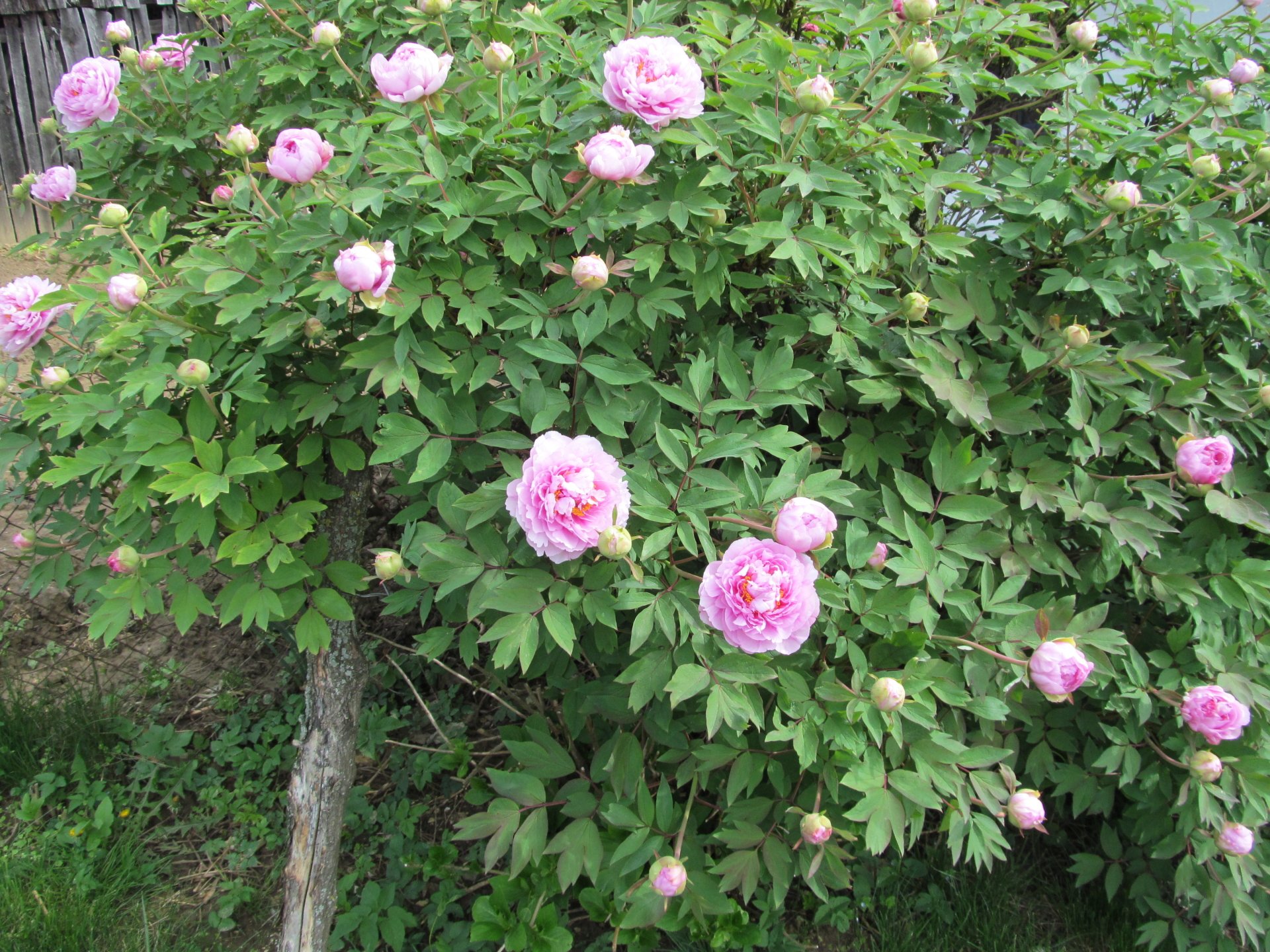 nature peony Image