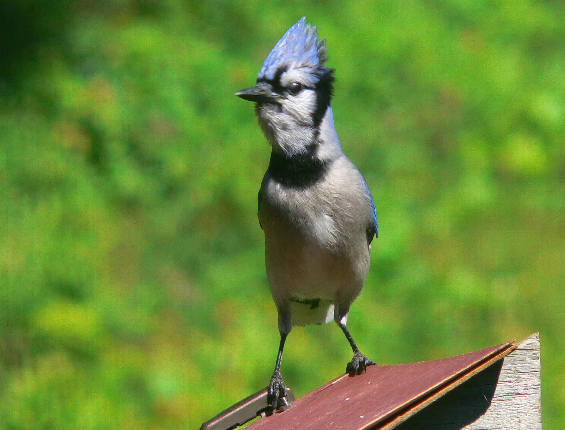  blue jay standing on the birdfeeder