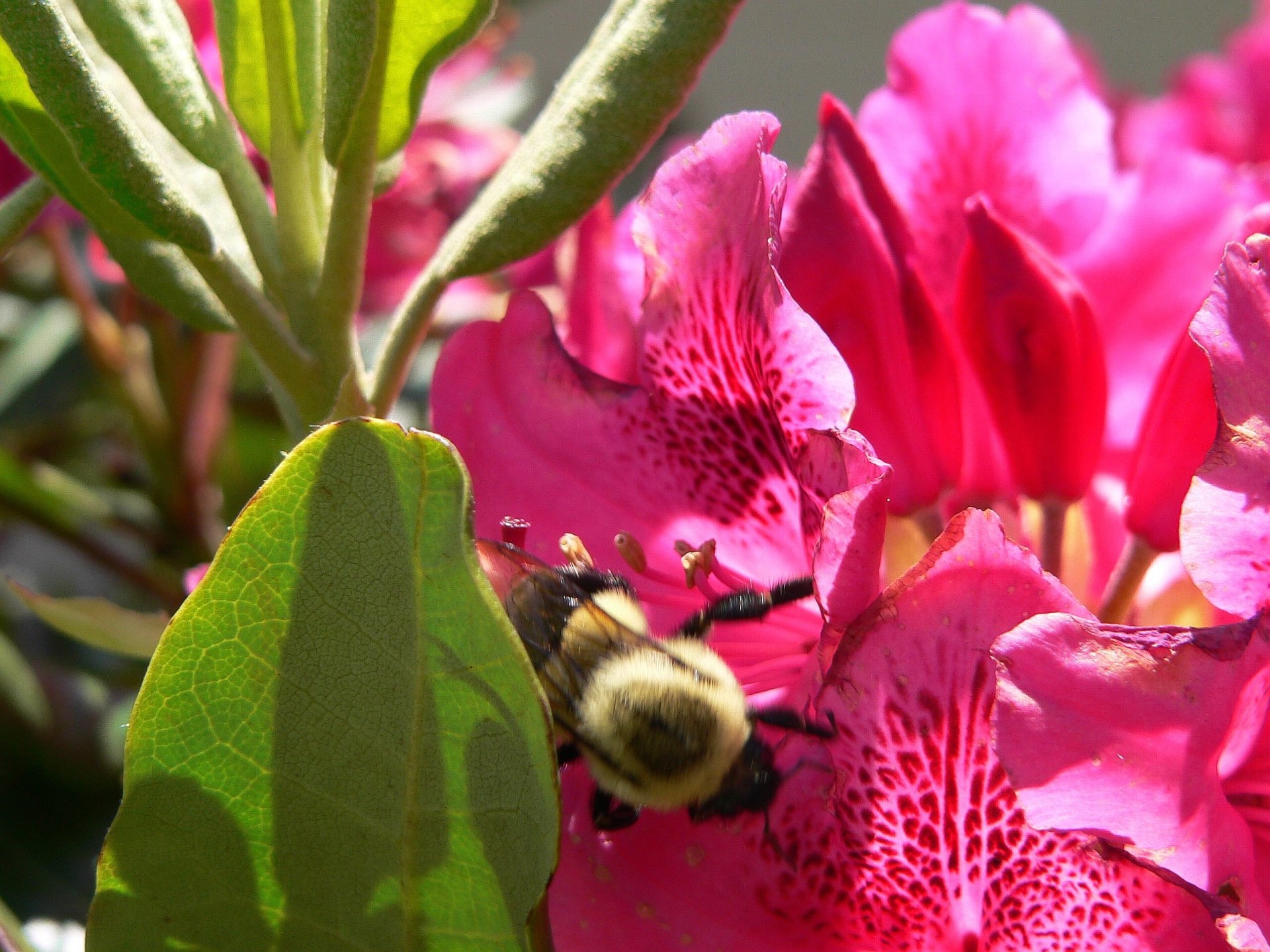 Bee Gathering Nectar From A Rhododendron Flower Image Id 292379 Image Abyss