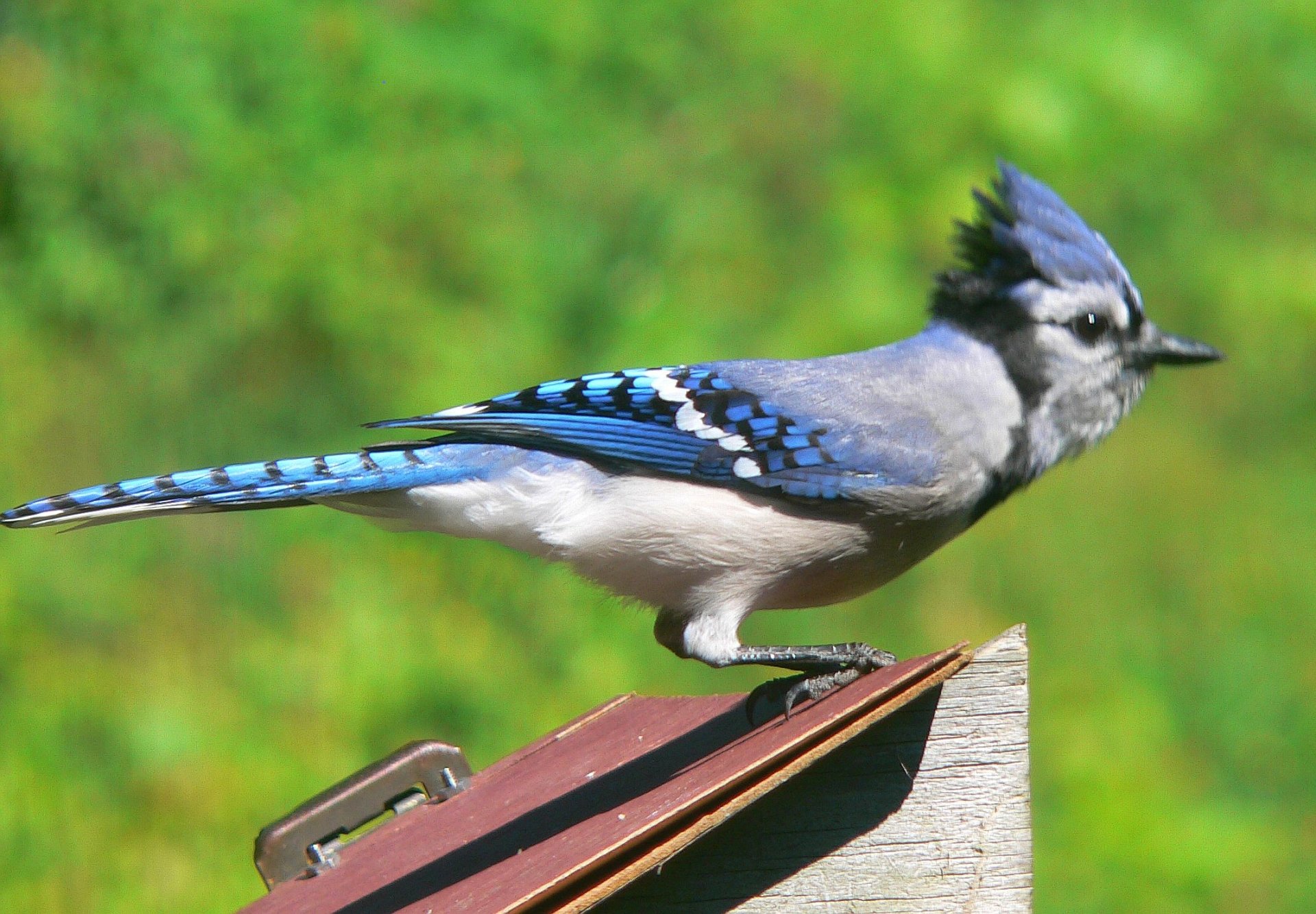  blue jay getting ready to leave the birdfeeder