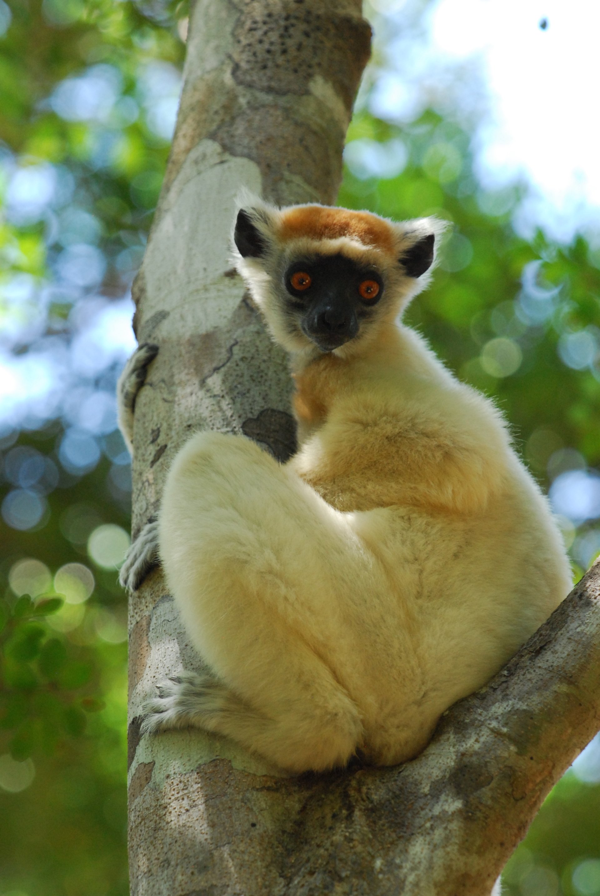sifaka lemur webkinz