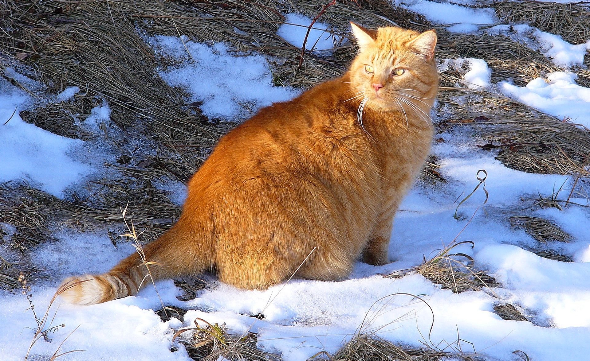  Ullie walking in the snow in January 2014