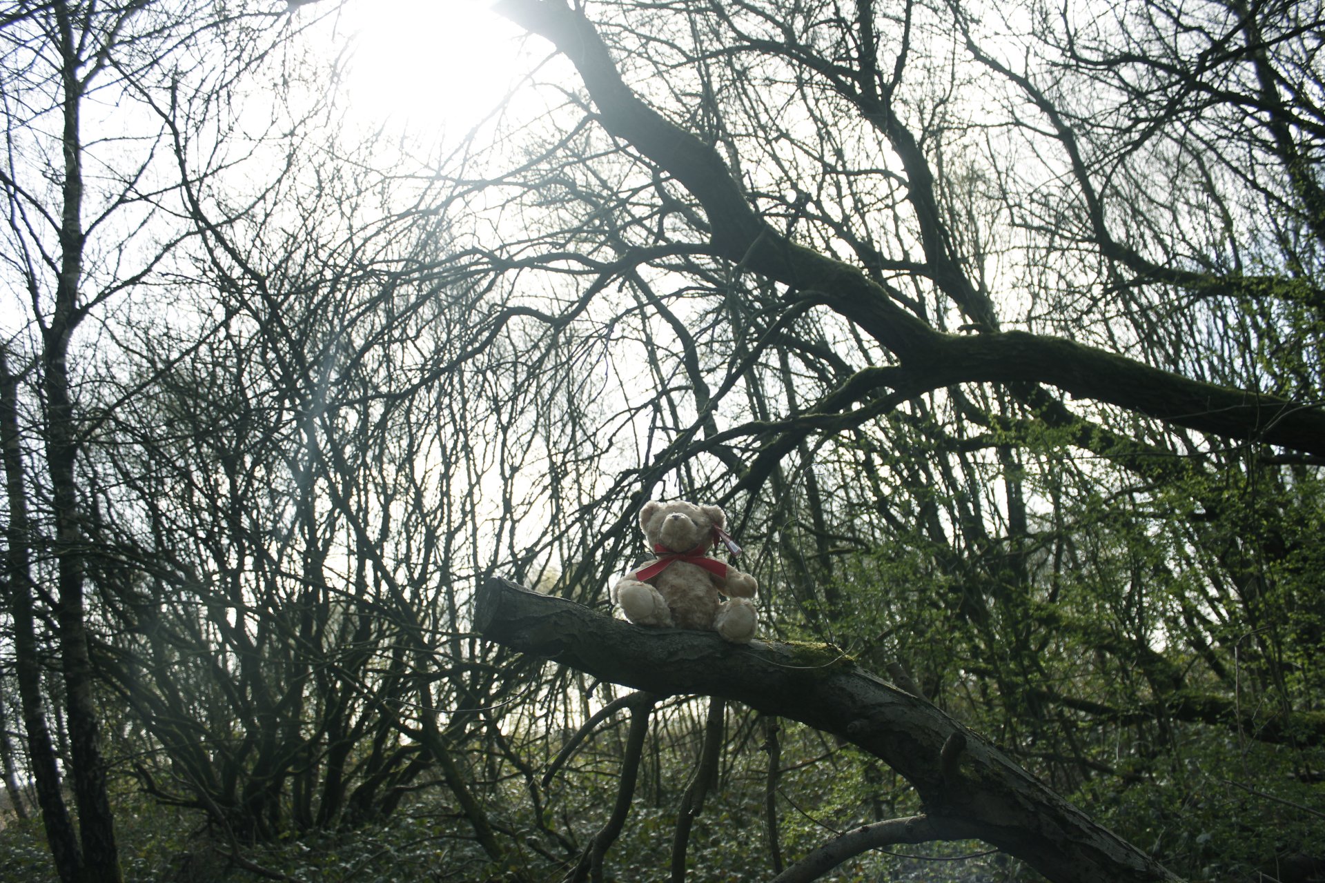  Branch Bear