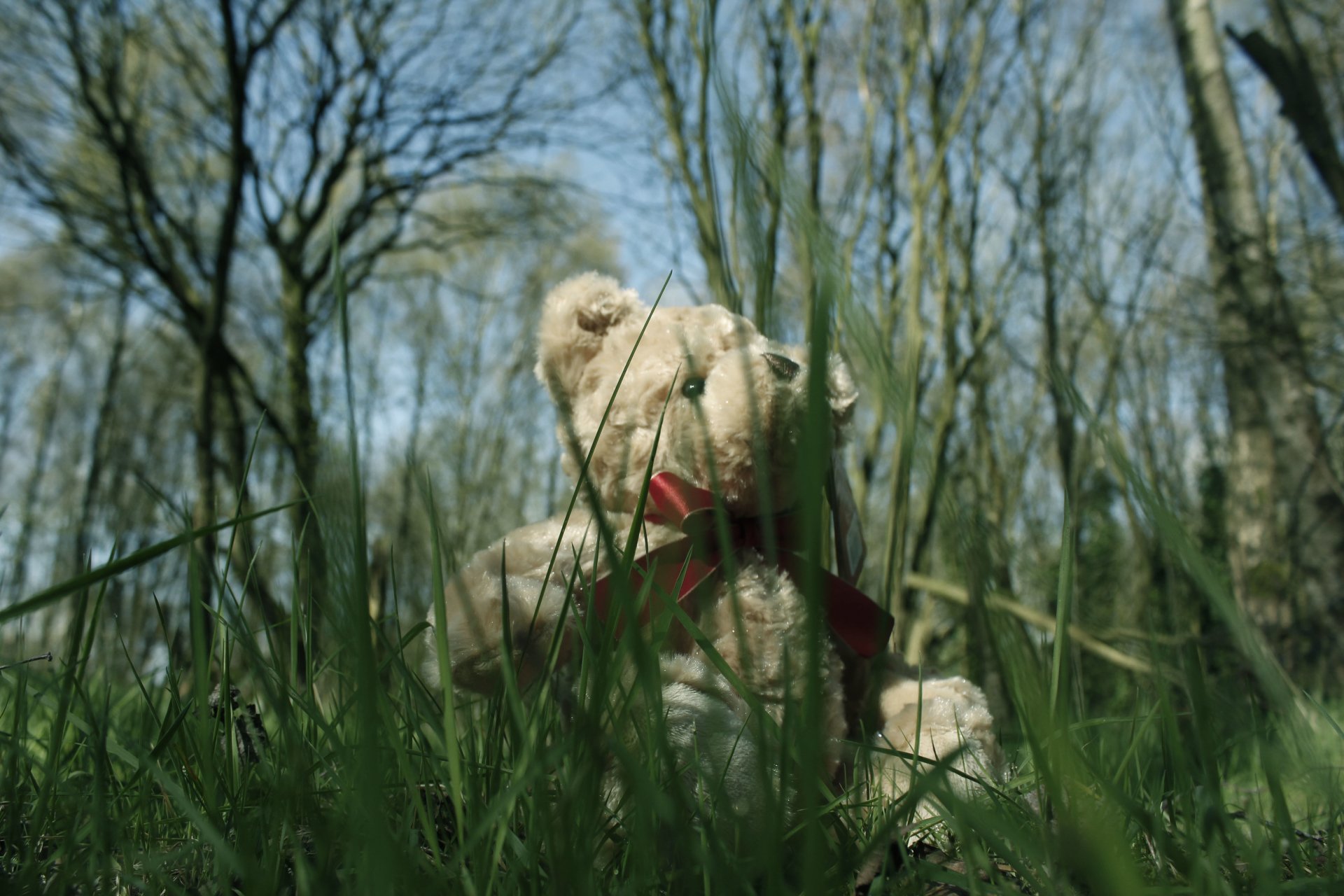  Grass Bear