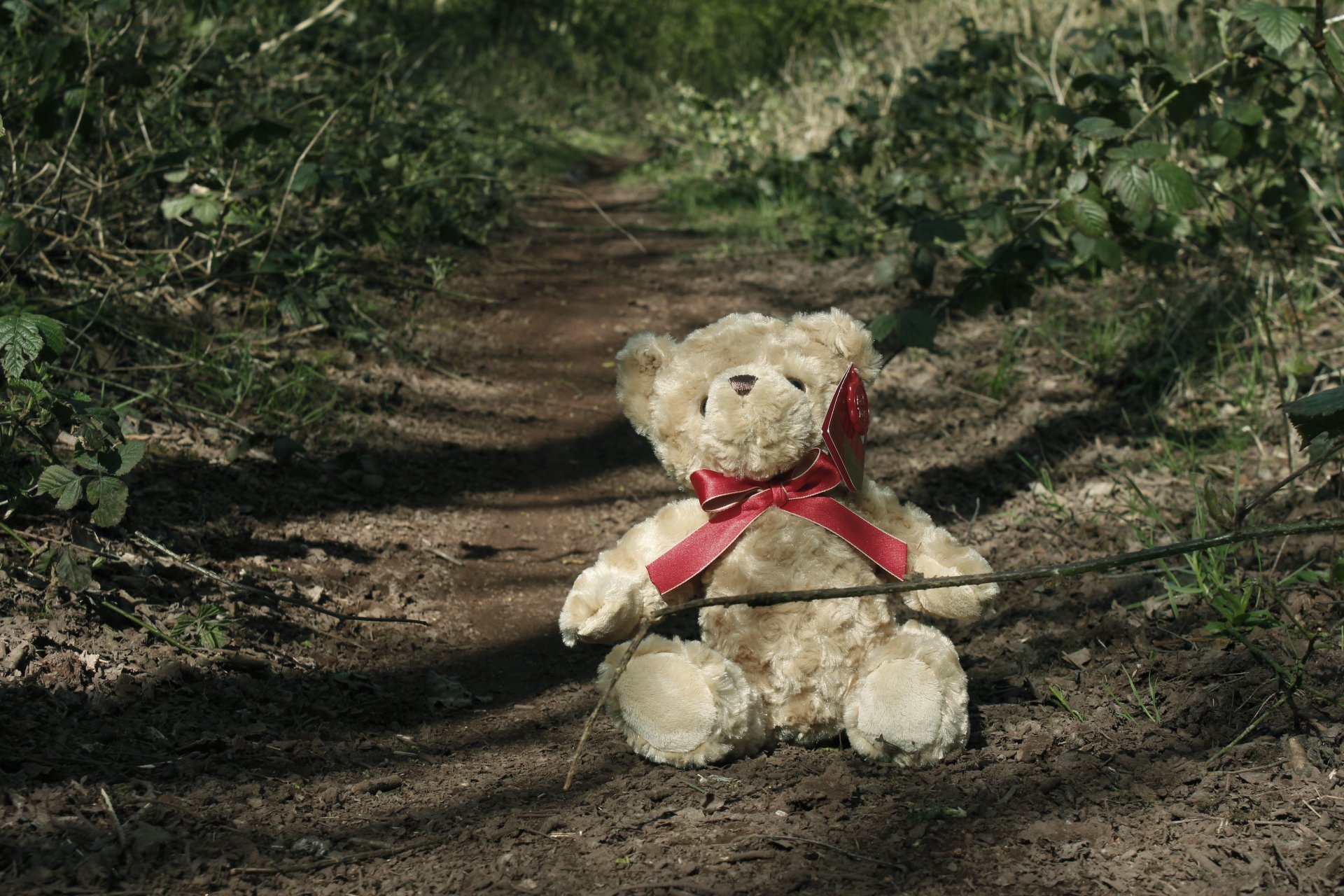  Trail Bear