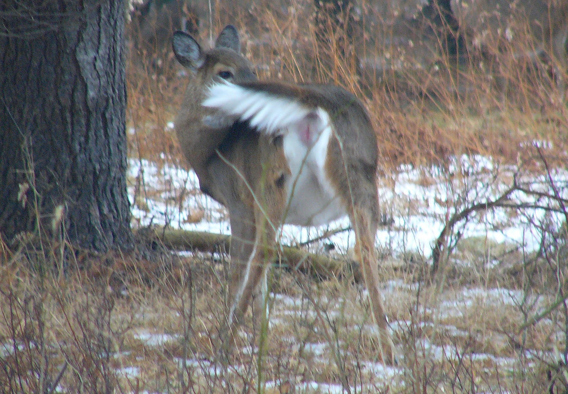A deer cleaning her back in February 1014 by durkeema Image Abyss