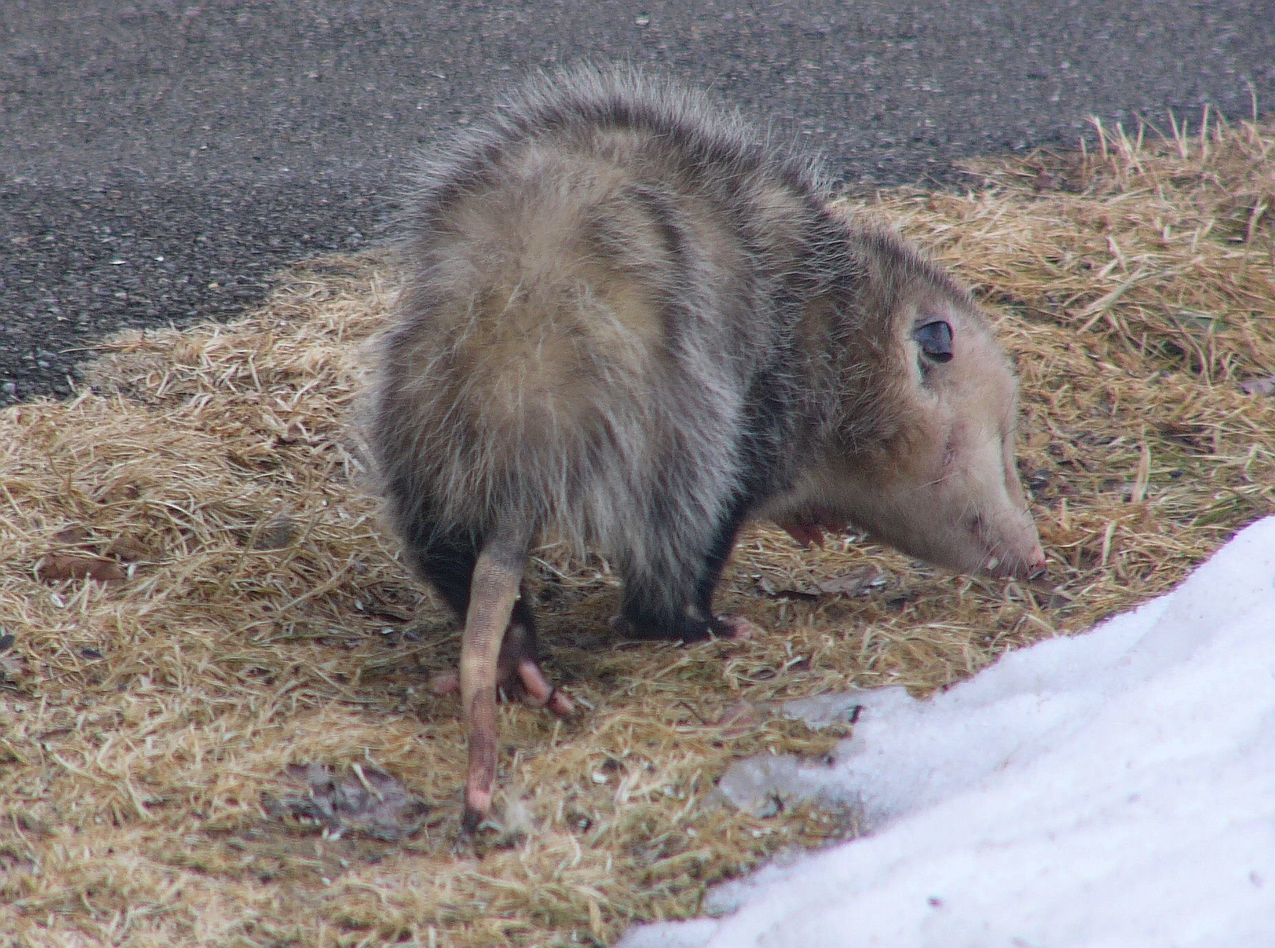  Opossum under the birdfeeder - March 2014
