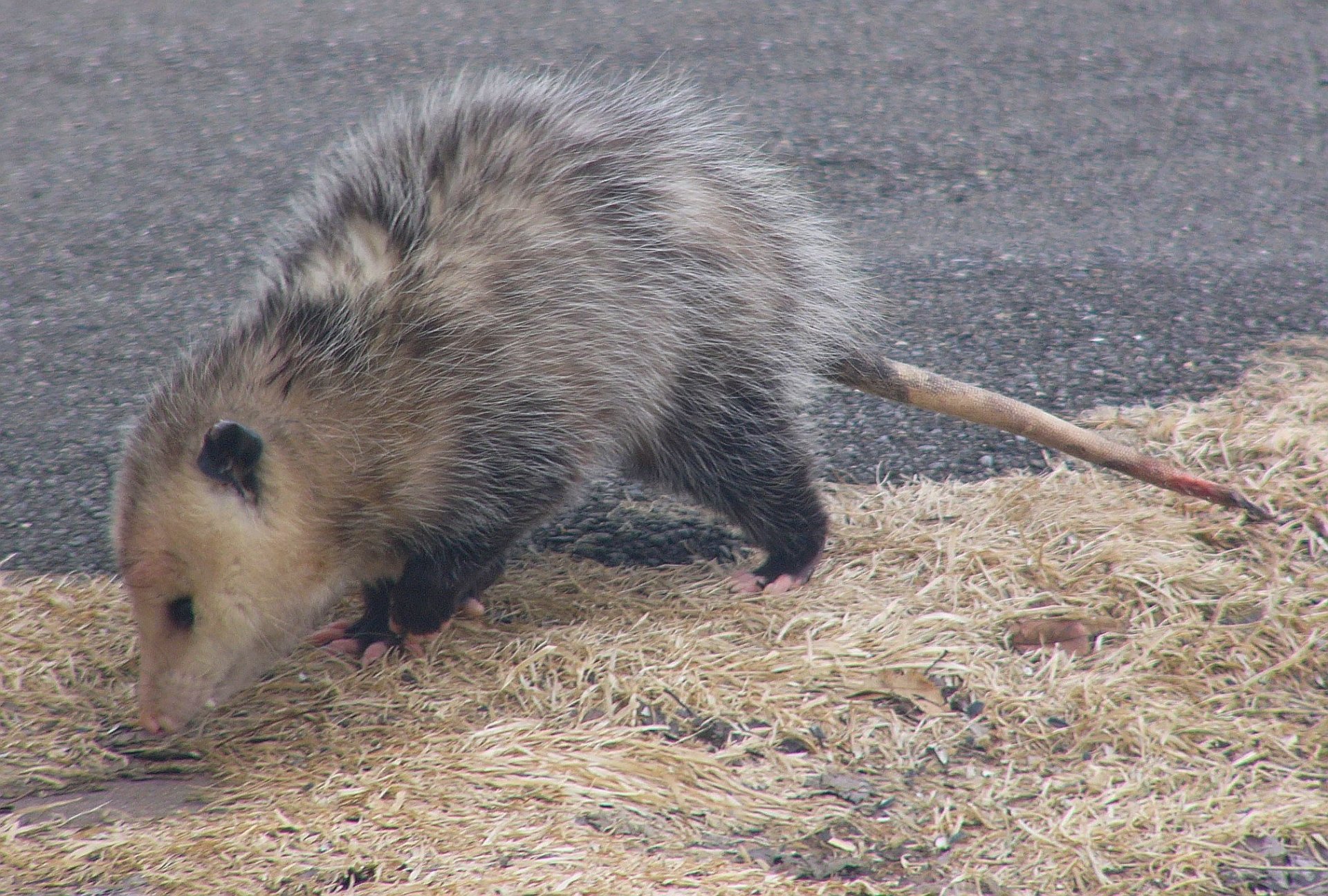 Opossum - Desktop Wallpapers, Phone Wallpaper, PFP, Gifs, and More!