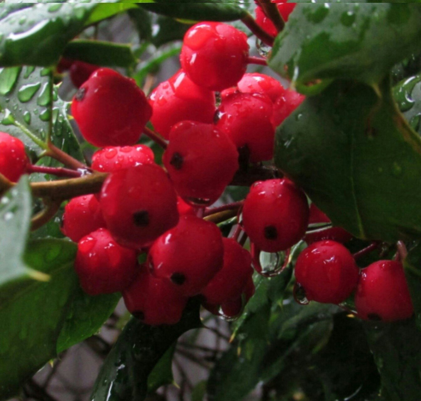 Close-up of glossy red winterberry clusters, raindrops beading on berries and dark green leaves in a nature scene.