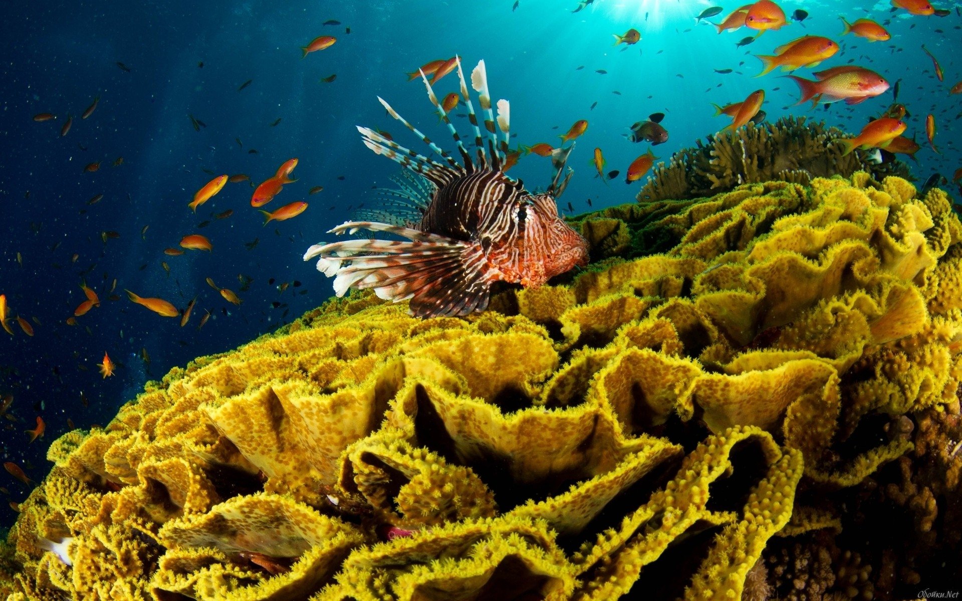 fish Animal lionfish Image