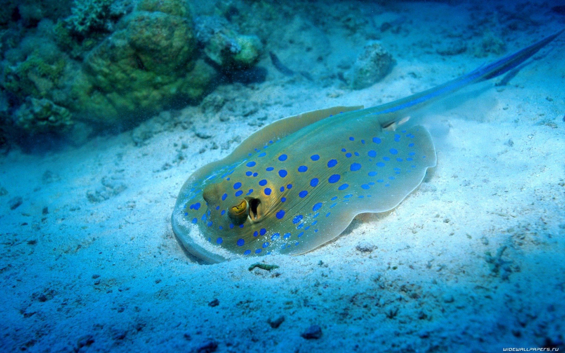  Bluespotted stingray