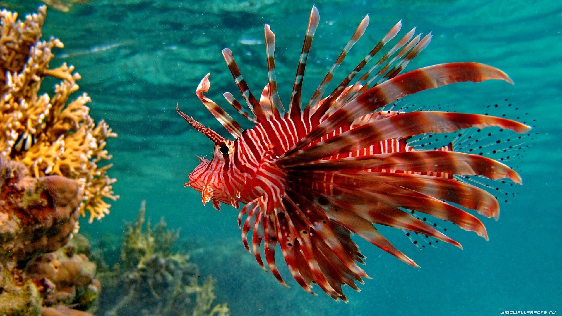 fish Animal lionfish Image