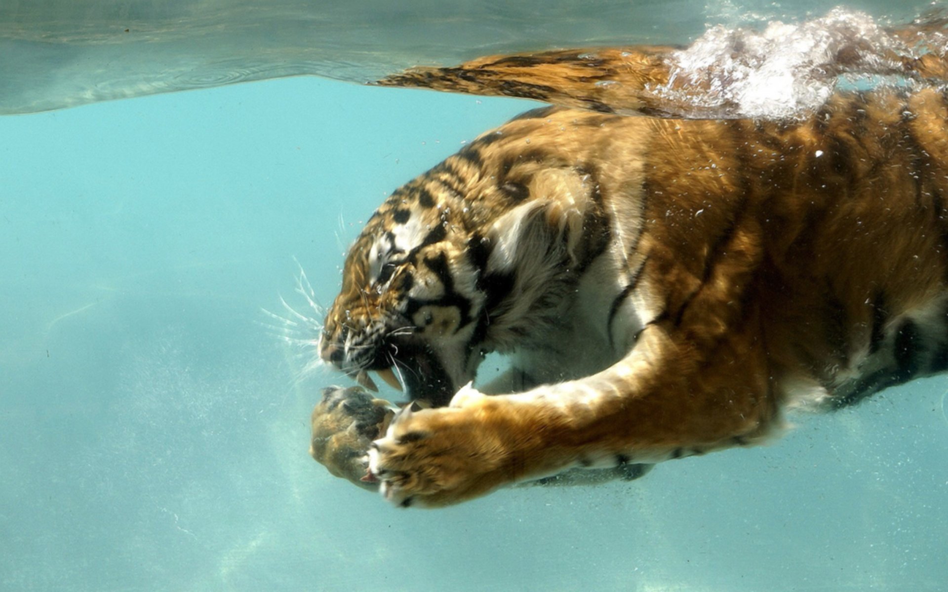 tiger-meaning-and-symbolism-the-astrology-web