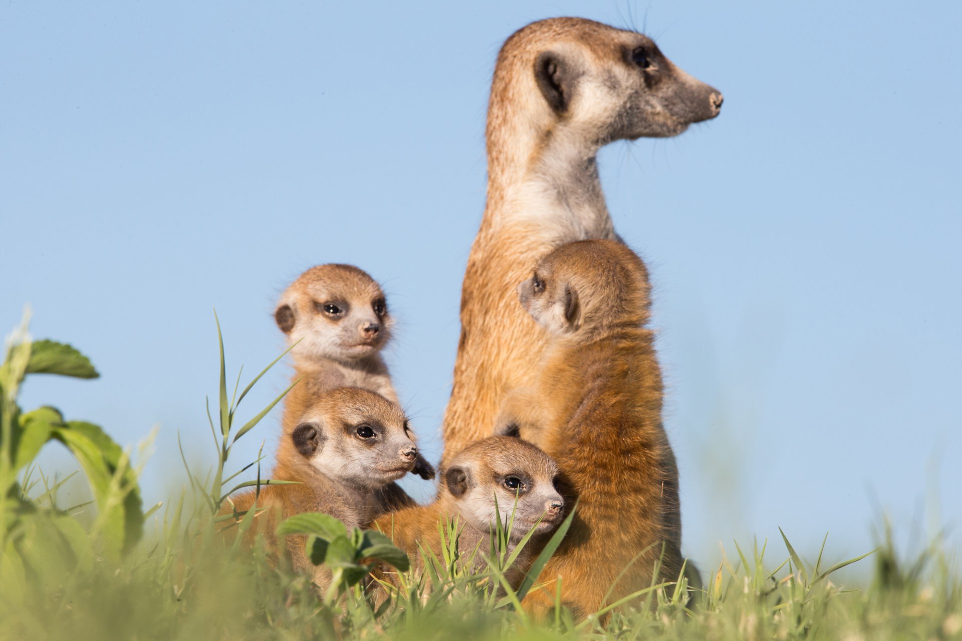  Meerkat photography - Will Burrard Lucas by Will Burrard Lucas