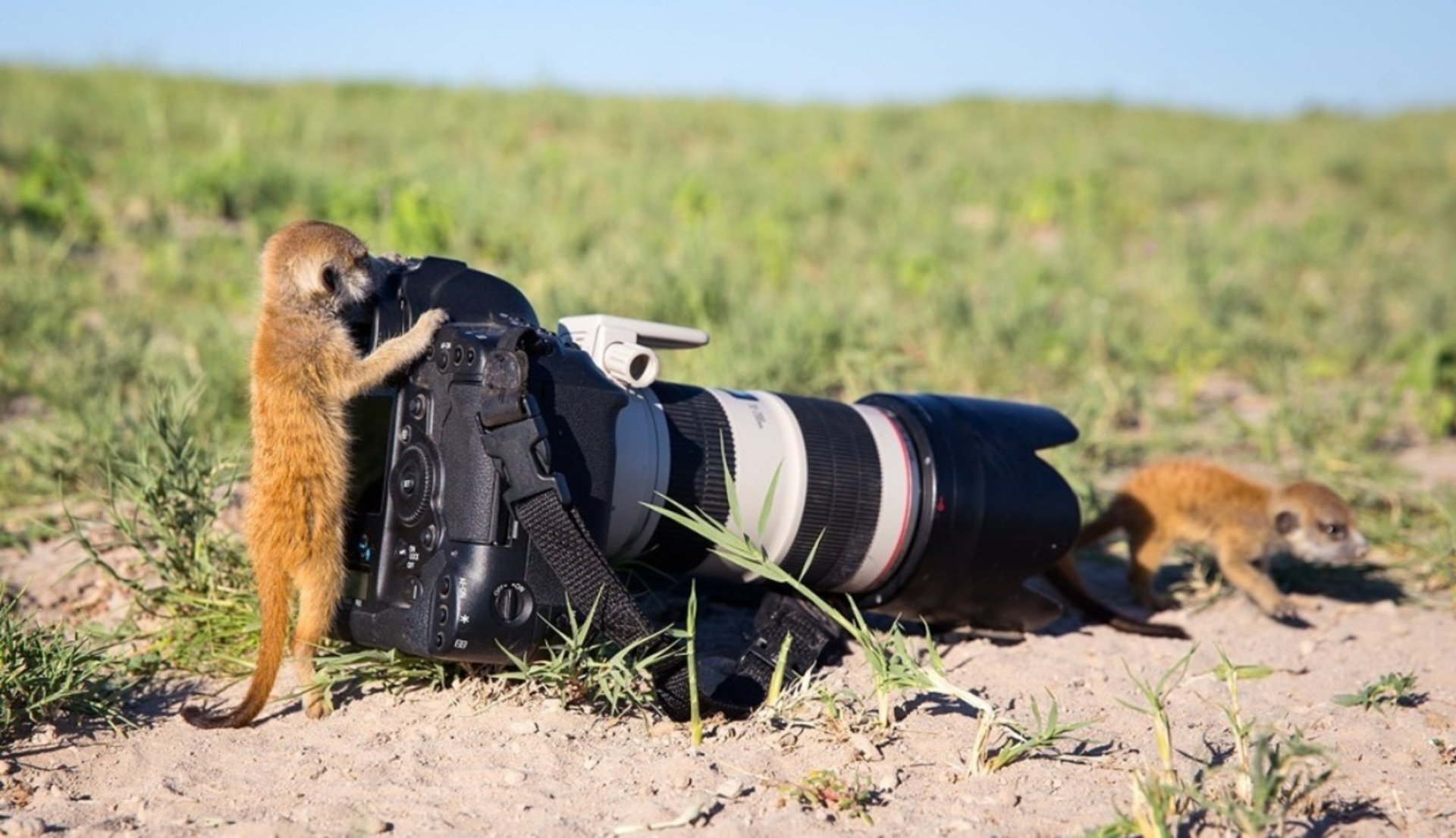 Cute meerkat (animal) standing on hind legs inspecting a large DSLR camera in a grassy field while another meerkat scurries in the background.